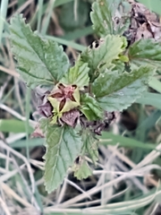 Malvastrum americanum