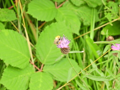 Bombus pascuorum