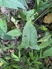 Persicaria arifolia