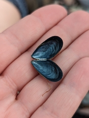 Mytilus edulis