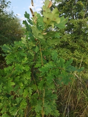 Quercus robur