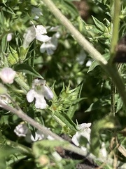Satureja hortensis