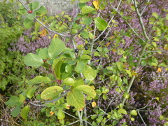 Rhamneae