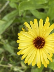 Diabrotica undecimpunctata