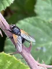 Mesembrina meridiana
