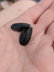 Mytilus edulis