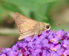Atalopedes campestris