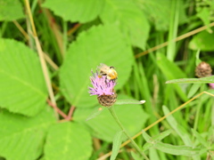 Bombus pascuorum