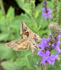 Anagrapha falcifera