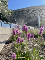 Betonica officinalis