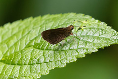 Euphyes peneia