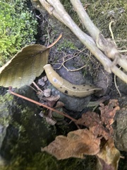 Ariolimax columbianus