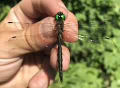 Somatochlora flavomaculata