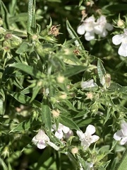 Satureja hortensis