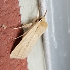 Mythimna oxygala
