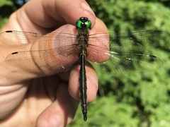 Somatochlora flavomaculata