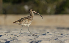 Numenius arquata