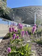 Betonica officinalis