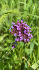 Verbena bonariensis