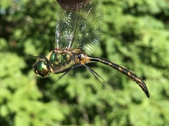 Somatochlora flavomaculata