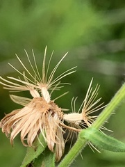 Bradburia pilosa