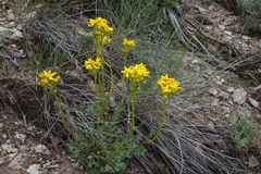 Packera multilobata