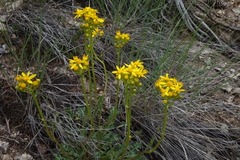 Packera multilobata