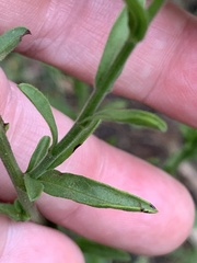 Bradburia pilosa