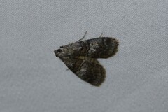 Pococera asperatella