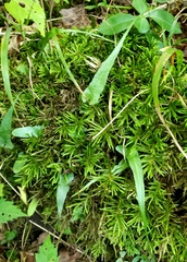 Asplenium rhizophyllum