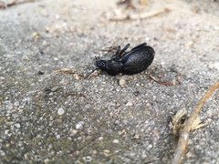 Carabus coriaceus