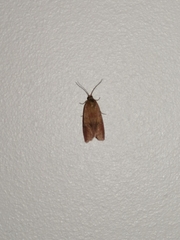 Cacoecimorpha pronubana