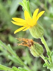 Bradburia pilosa
