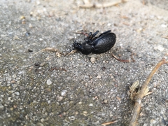 Carabus coriaceus