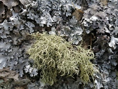 Usnea hirta