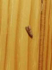 Cacoecimorpha pronubana