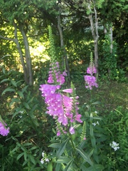 Physostegia
