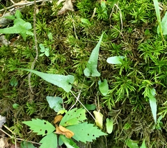 Asplenium rhizophyllum