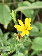 Bradburia pilosa