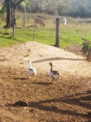 Anser anser domesticus