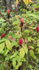 Rosa acicularis