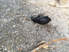 Carabus coriaceus