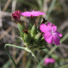 Dianthus balbisii