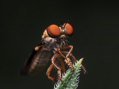 Holcocephala
