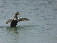 Somateria mollissima