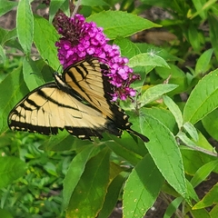 Papilio glaucus