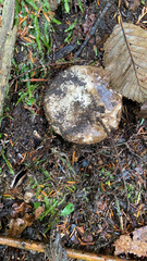 Russula brevipes