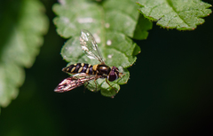 Allograpta hortensis