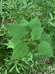 Boehmeria cylindrica