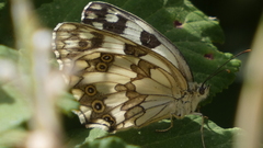 Melanargia lachesis